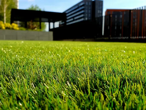 Close-up of a freshly cut lawn